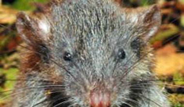 Everyone’s exploiting a WinRAR bug to drop RATs • The Register