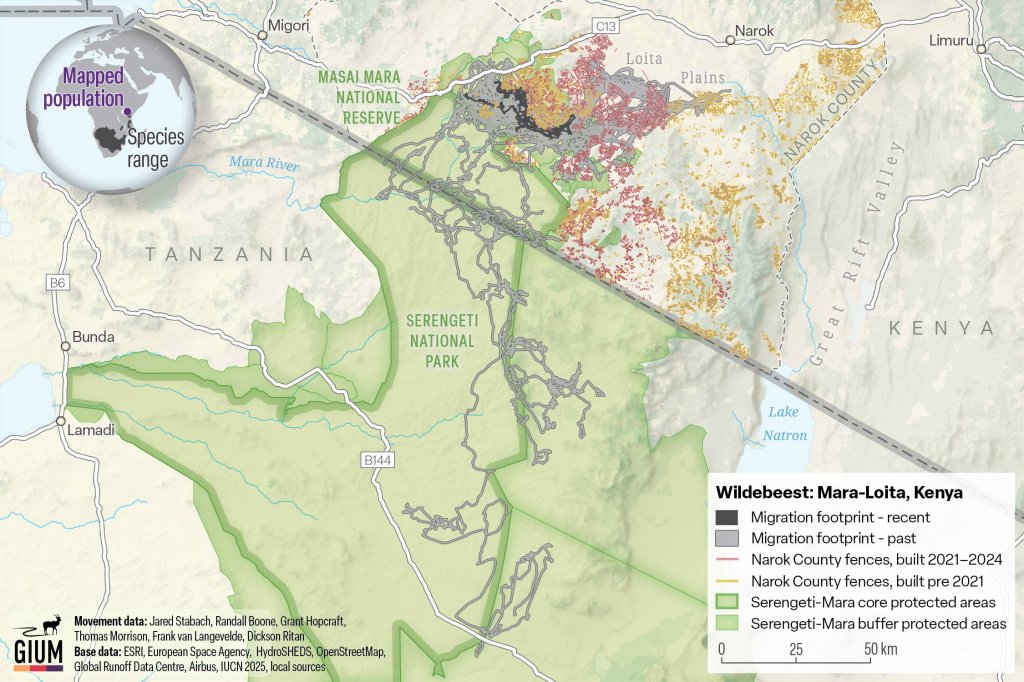 Illustration of the wildebeest migration in Mara-Loita, Kenya, showing a significant reduction in migration footprint due to fences built between 2021 and 2024.