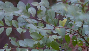 Volunteers tackle invasive plants at Cypress Grove Nature Park