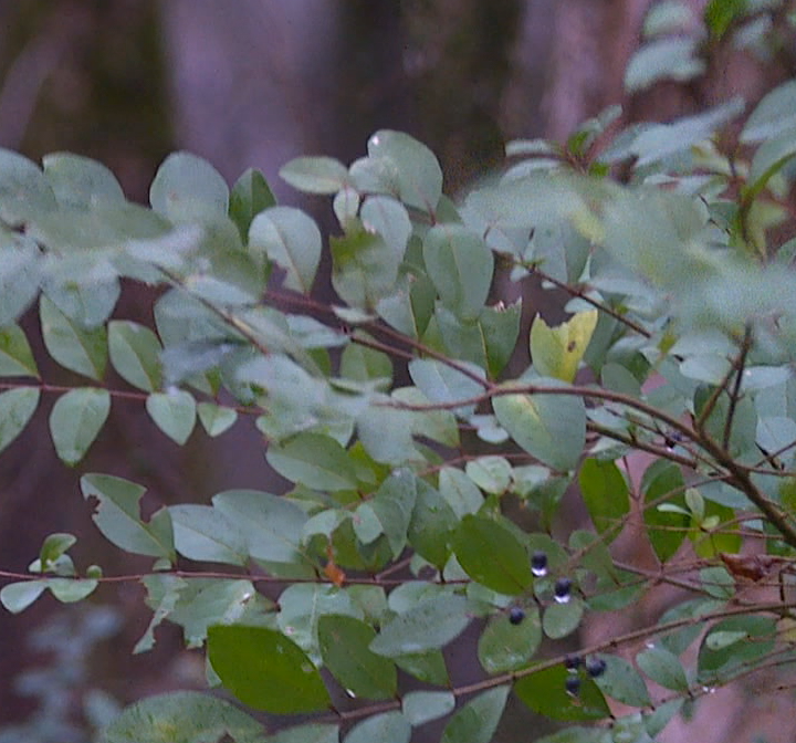 Volunteers tackle invasive plants at Cypress Grove Nature Park