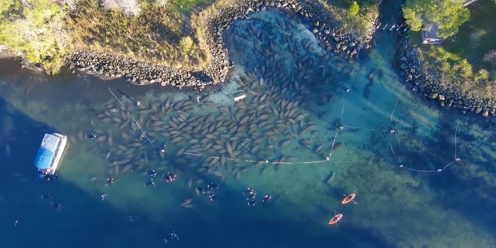 See it: Dozens of manatees seek refuge in warm Florida waters
