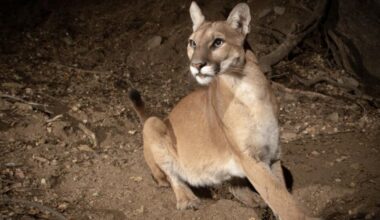 Possible Mountain Lion Sighting Reported in Grape Creek