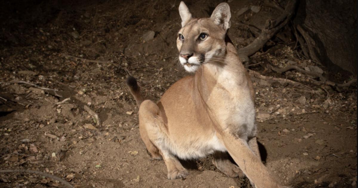 Possible Mountain Lion Sighting Reported in Grape Creek
