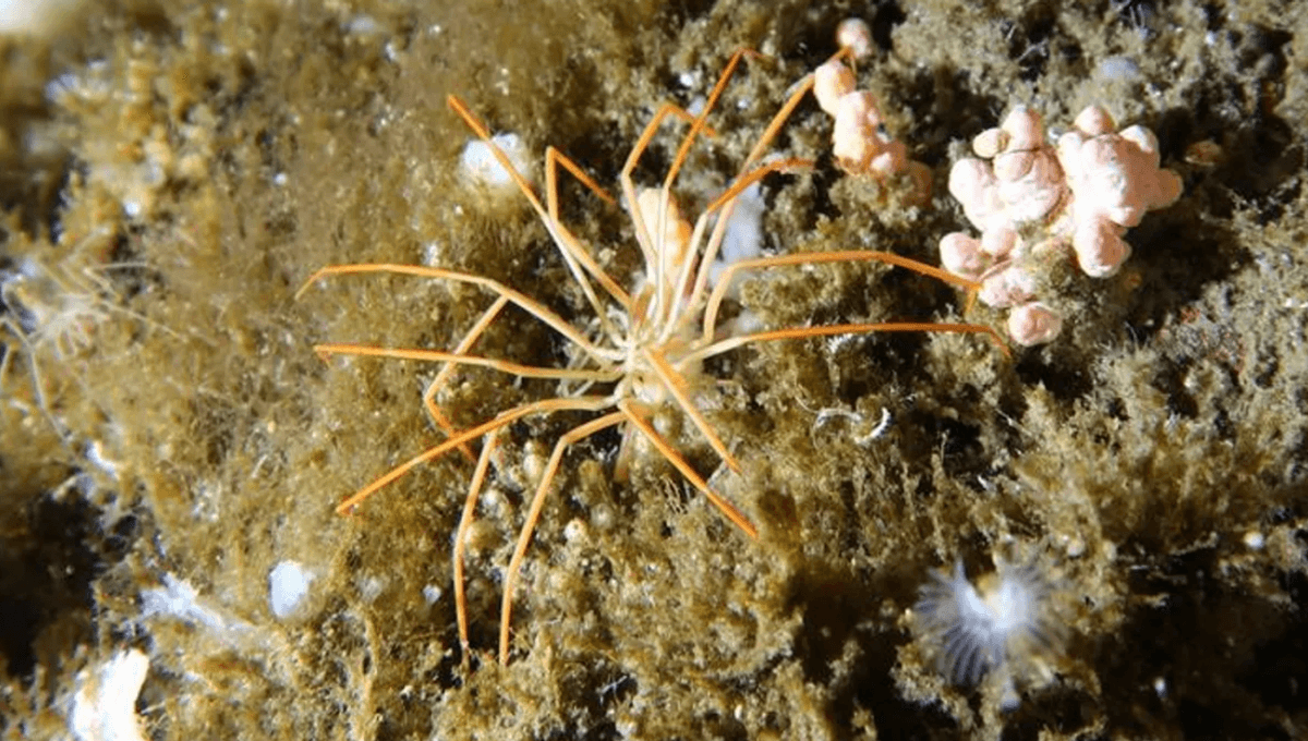 Scientists Solve 140-Year Mystery Of How Antarctic Sea Spiders – The Largest In The World – Make Babies