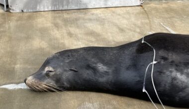 X-rays reveal sea lion had 2 bullets in head – NBC Los Angeles