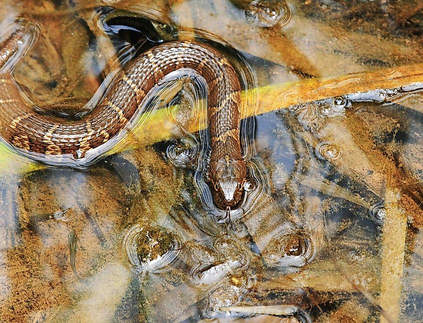 The Northern water snake.