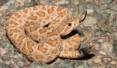 7 Snake Infested State Parks In South Dakota