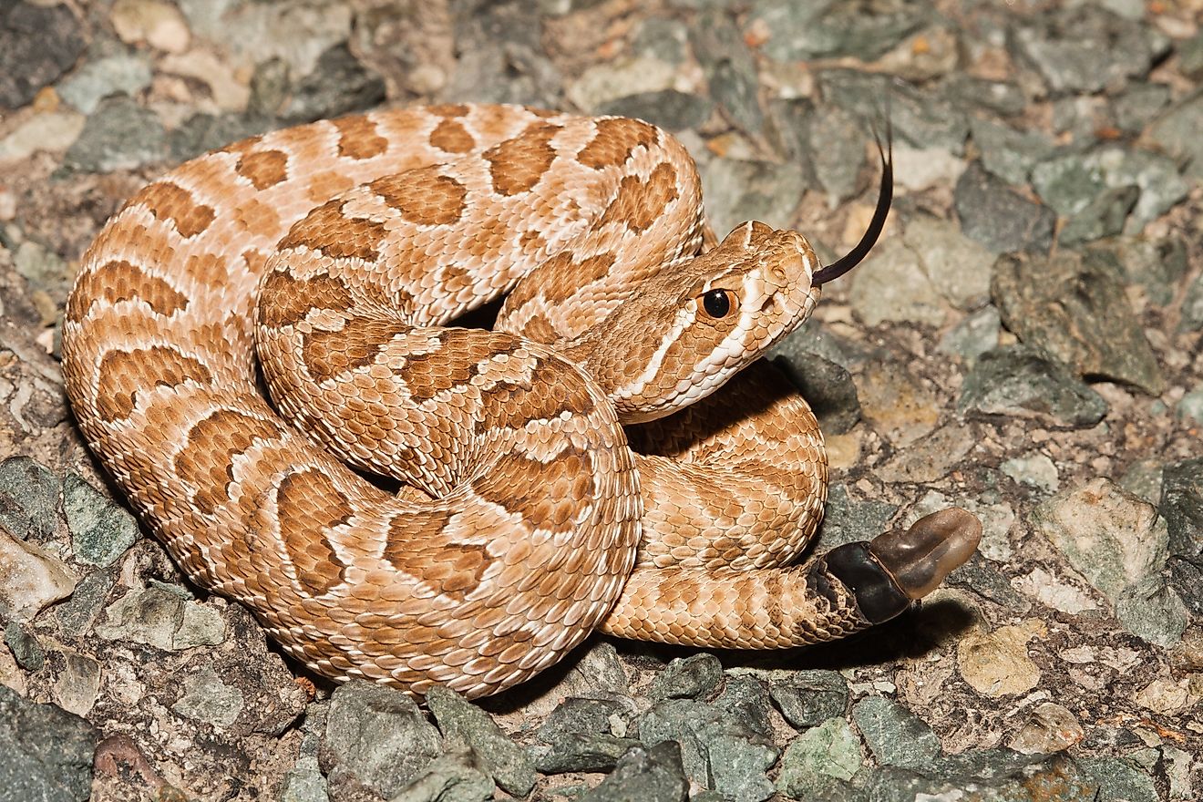 7 Snake Infested State Parks In South Dakota