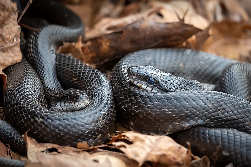 A pair of eastern rat snakes (Pantherophis alleghaniensis).