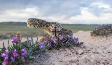 7 Snake Infested State Parks In North Dakota