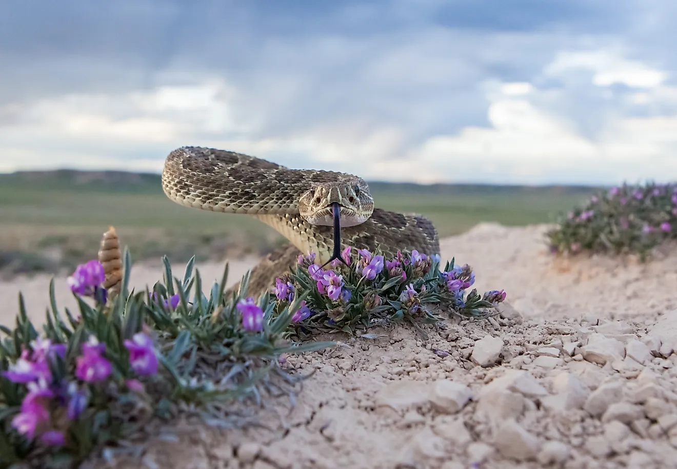 7 Snake Infested State Parks In North Dakota