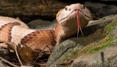 5 Most Rattlesnake Infested Areas in Maryland