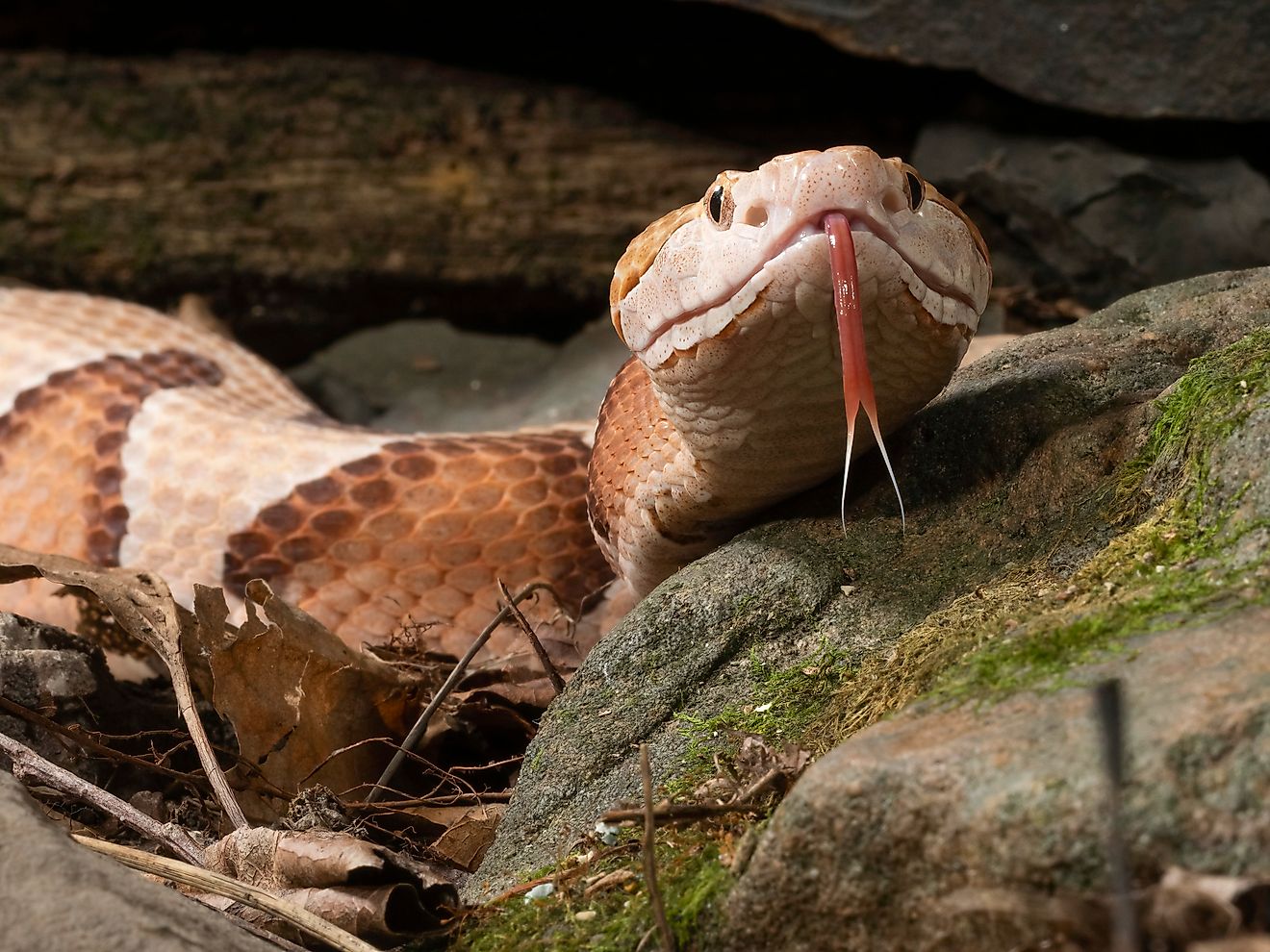 5 Most Rattlesnake Infested Areas in Maryland