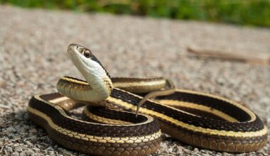 5 Most Rattlesnake-Infested Areas in Virginia