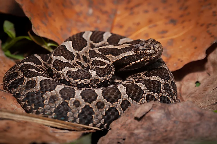 Young Eastern Massasauga rattlesnake macro portrait in leaves.