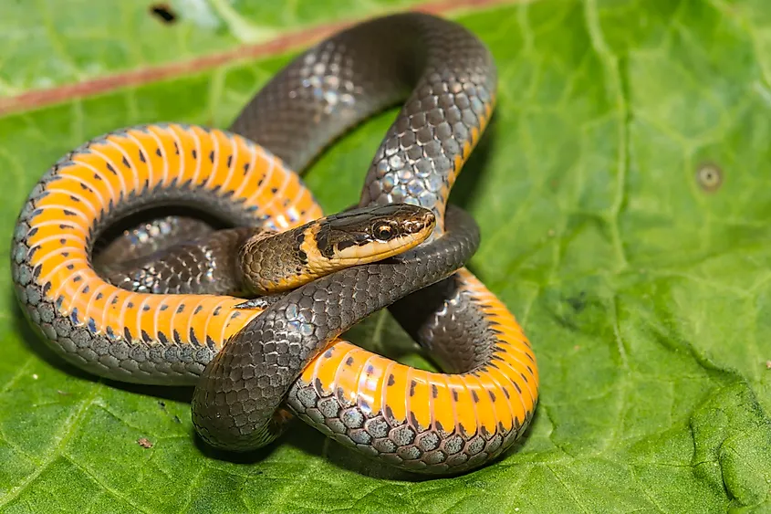 Ring-necked snake with its telltale orange stomach and orange ringed neck.