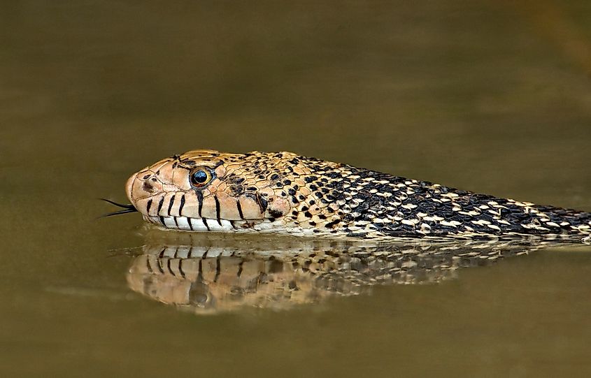 A bullsnake swimming in murky waters.