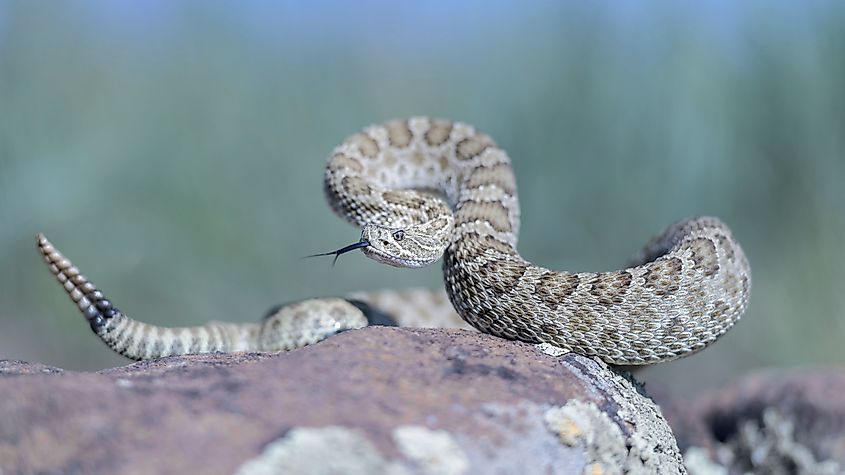 A beautiful Prairie rattlesnake on the rock.