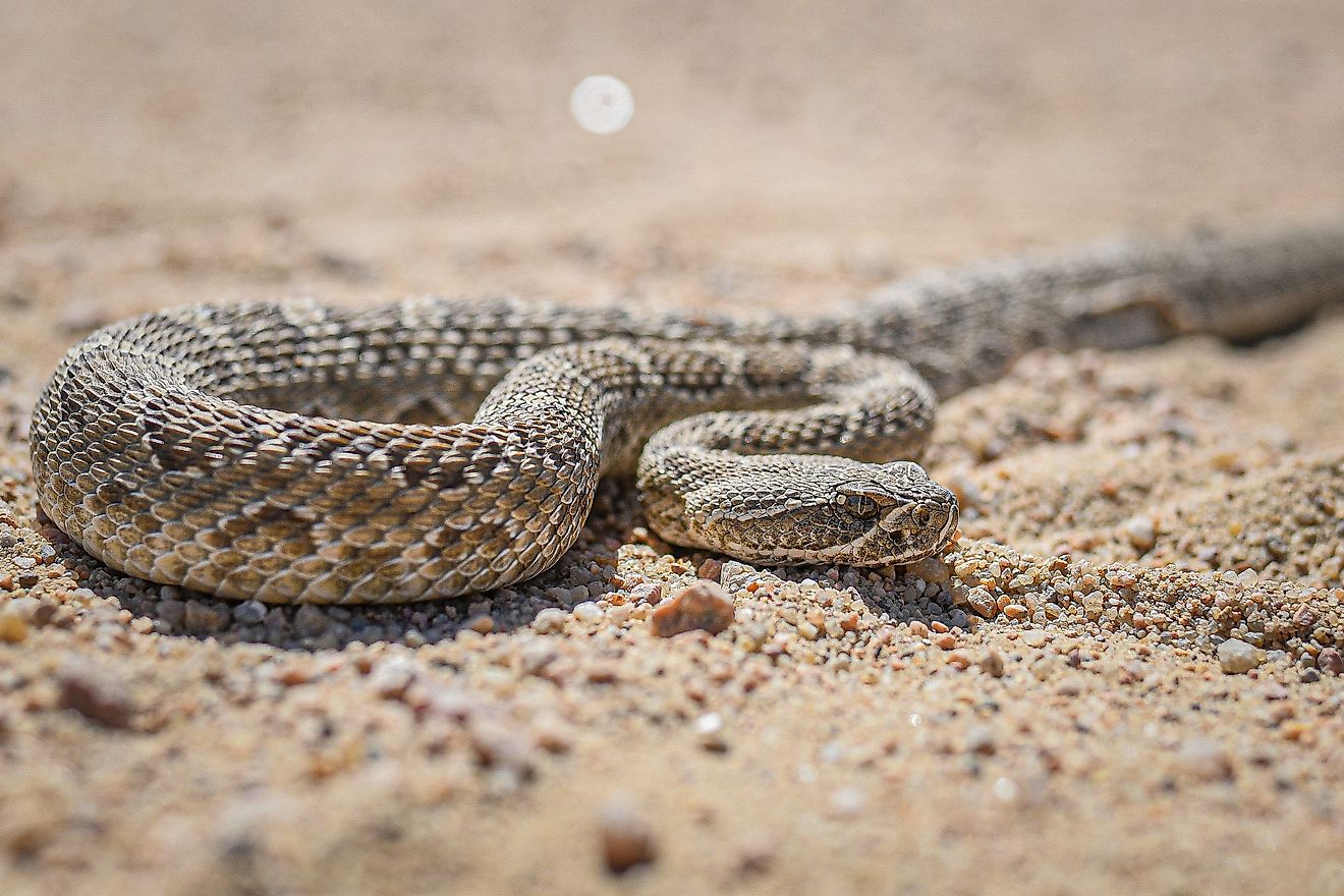7 Snake Infested State Parks In Colorado