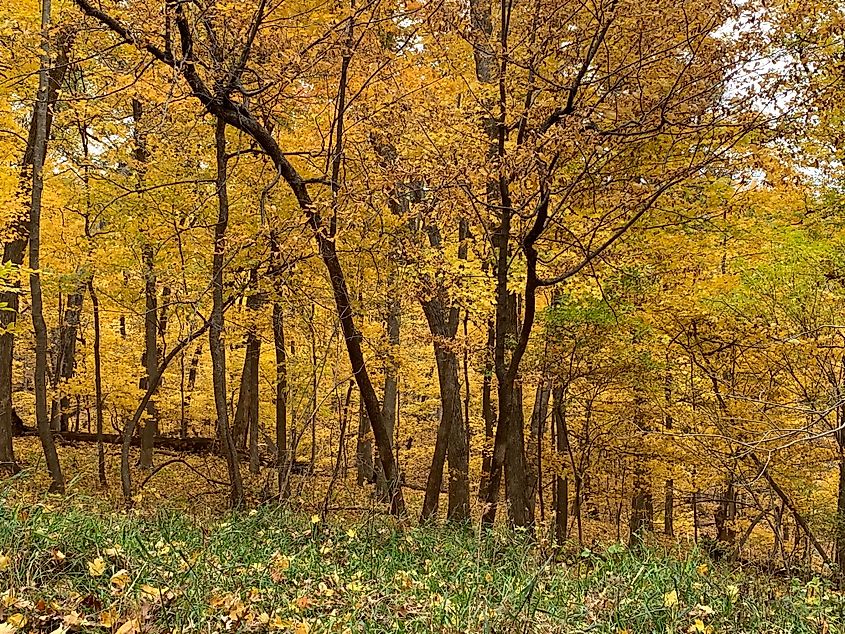 Fall foliage at Palisades-Kepler State Park in Mount Vernon, Iowa.
