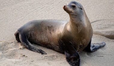 Sea Lion Cheats Death Again: Rescued Pinniped With 2 Bullets In Its Head Fights Off Infection