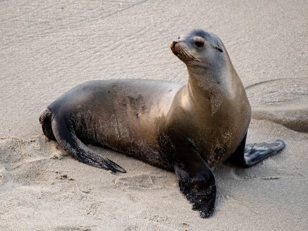Sea Lion Cheats Death Again: Rescued Pinniped With 2 Bullets In Its Head Fights Off Infection