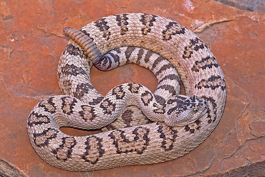 A great basin rattlesnake on a rock.