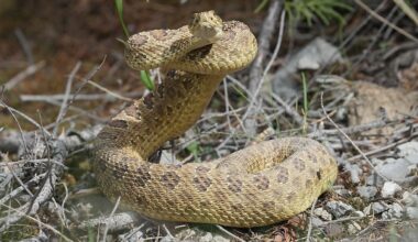 5 Rattlesnake Hotspots In Utah