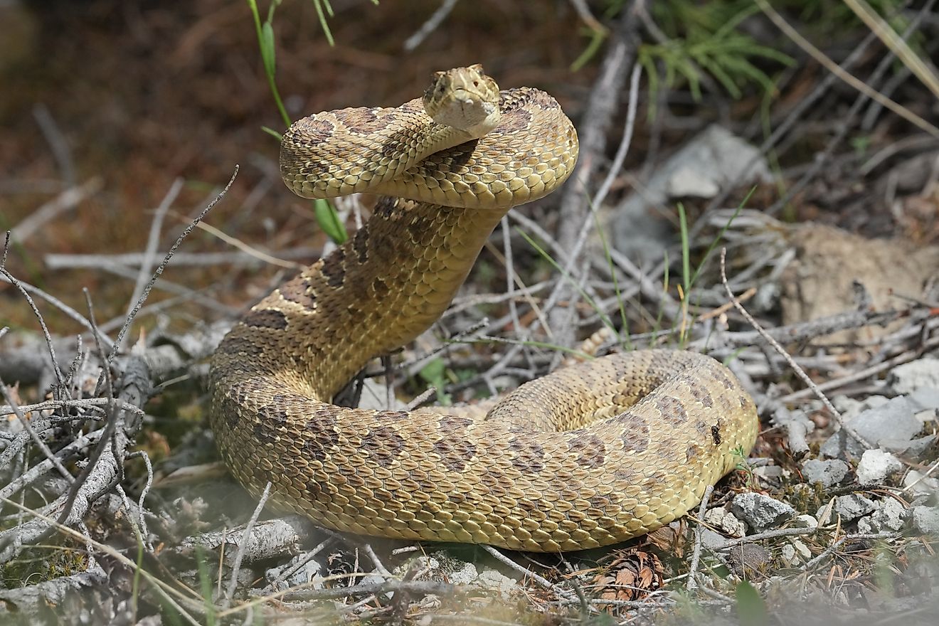 5 Rattlesnake Hotspots In Utah