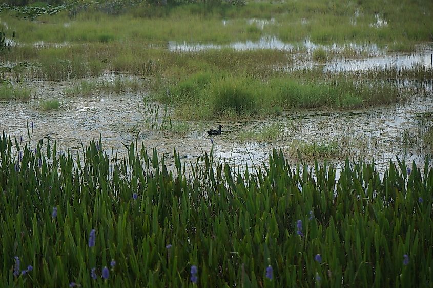 Marshland in the Mississippi River.