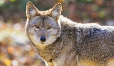 A Coyote Swam To Alcatraz For The First Time On Record. Here's What To Know: Reports