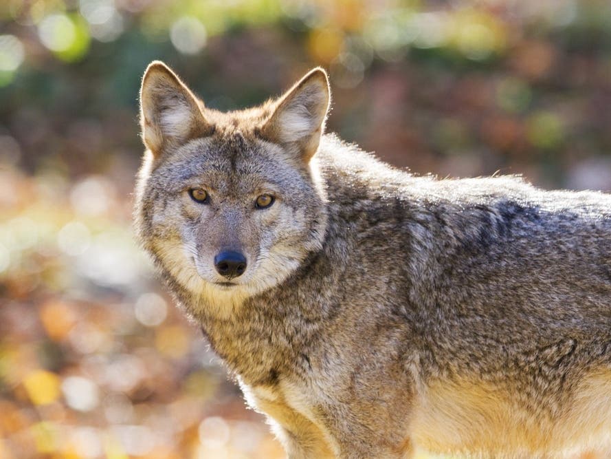 A Coyote Swam To Alcatraz For The First Time On Record. Here's What To Know: Reports