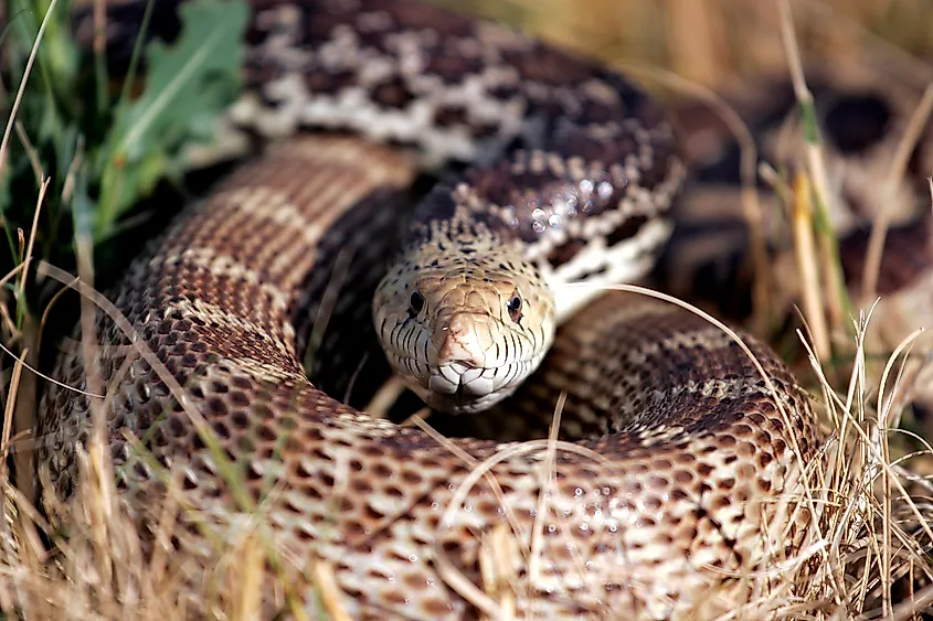 A defensive Bull Snake coiled in the grass.