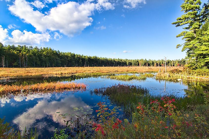 Beautiful marshland in the Pawtuckaway State Park. Nottingham, New Hampshire.