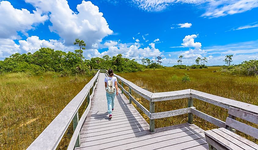 Mahogany Hammock Trail in Everglades National Park.