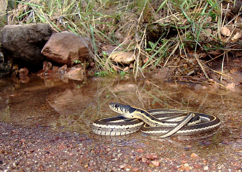Garter snake in the water.