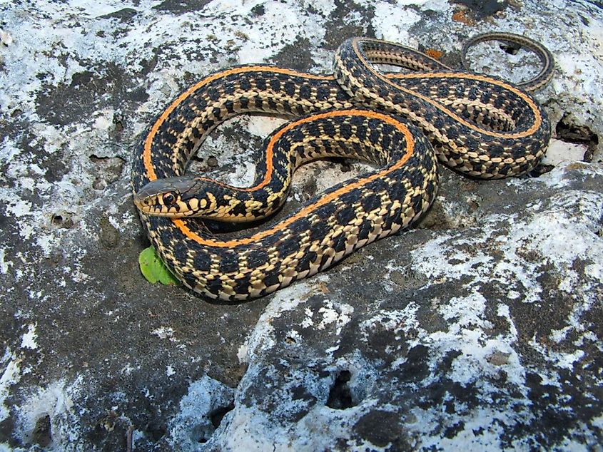 Plains Garter Snake, Thamnophis radix.