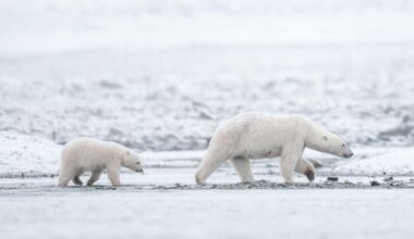 Polar bears in Norway’s Arctic are getting fatter and healthier, despite melting sea ice