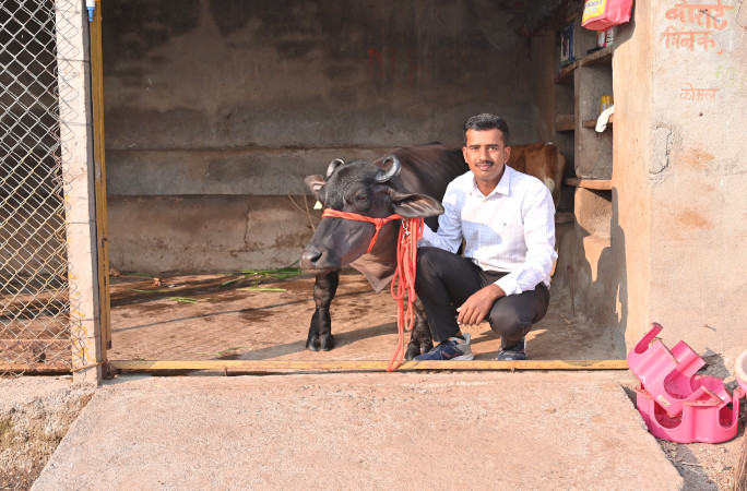 smallest water buffalo next to owner