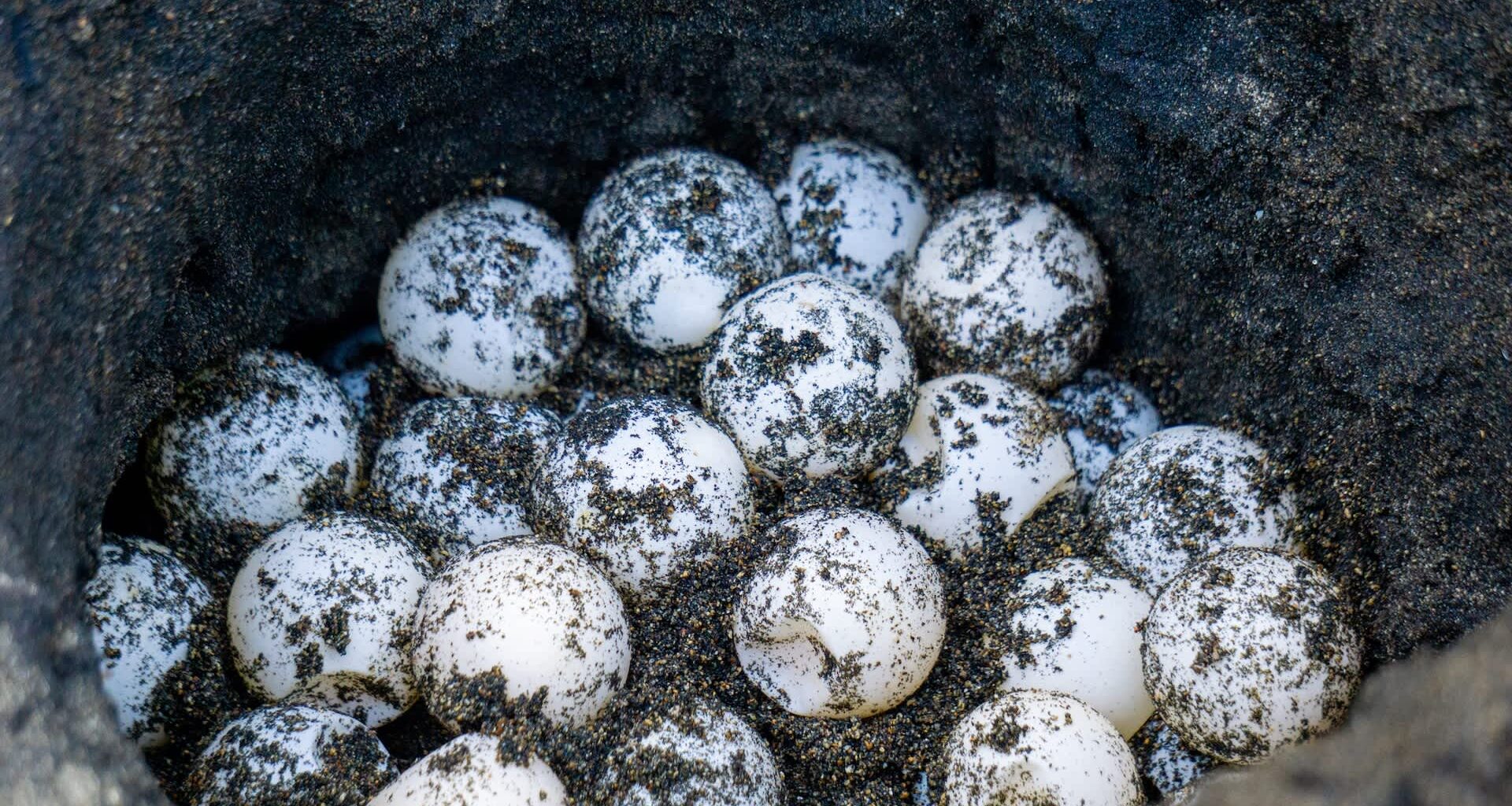 One Reddit user was surprised when a snapping turtle showed up to use their newly made garden bed as a nesting site.