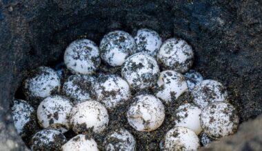 One Reddit user was surprised when a snapping turtle showed up to use their newly made garden bed as a nesting site.