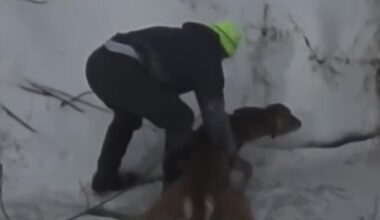 Video shows Good Samaritan rescuing deer trapped in icy Fayette County creek