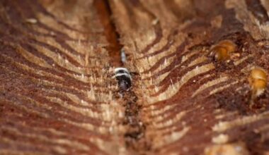 This Beetle Is in a Toxic Relationship With a Tree. Luckily, They Know a Fungi