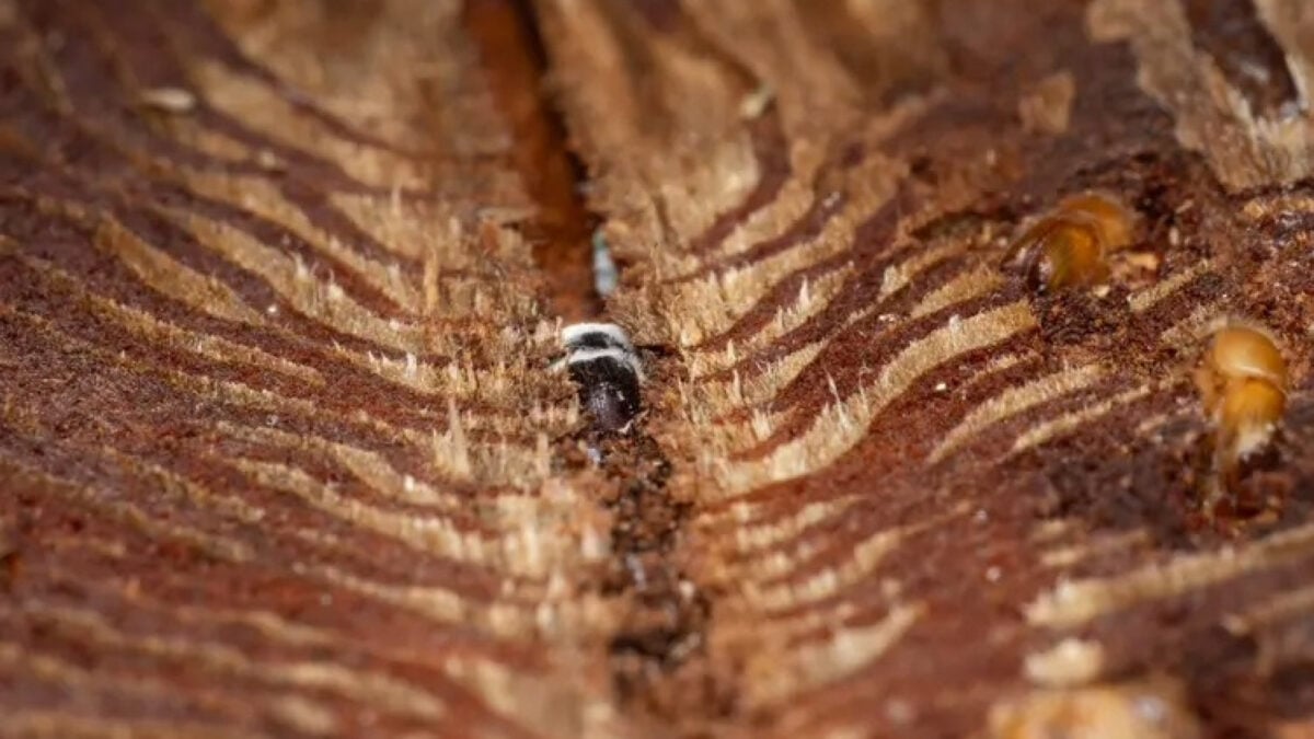 This Beetle Is in a Toxic Relationship With a Tree. Luckily, They Know a Fungi