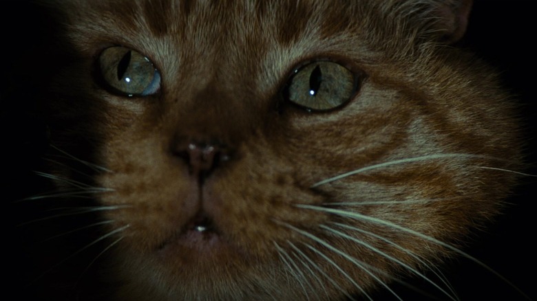 Jonesy the cat watching attentively in Alien