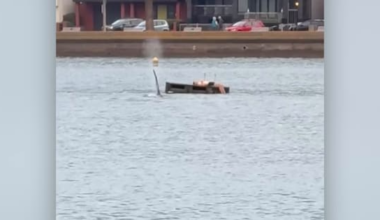 Swimmer surrounded by orcas at Wellington bay