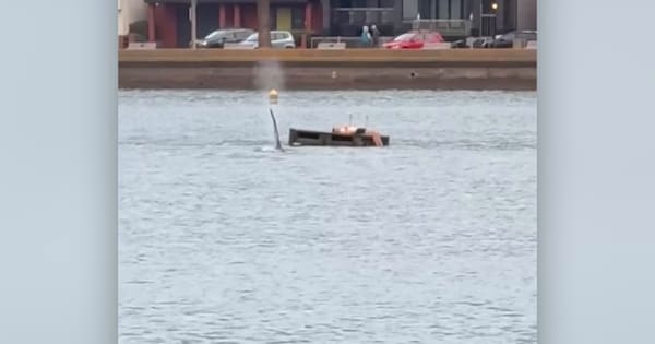 Swimmer surrounded by orcas at Wellington bay