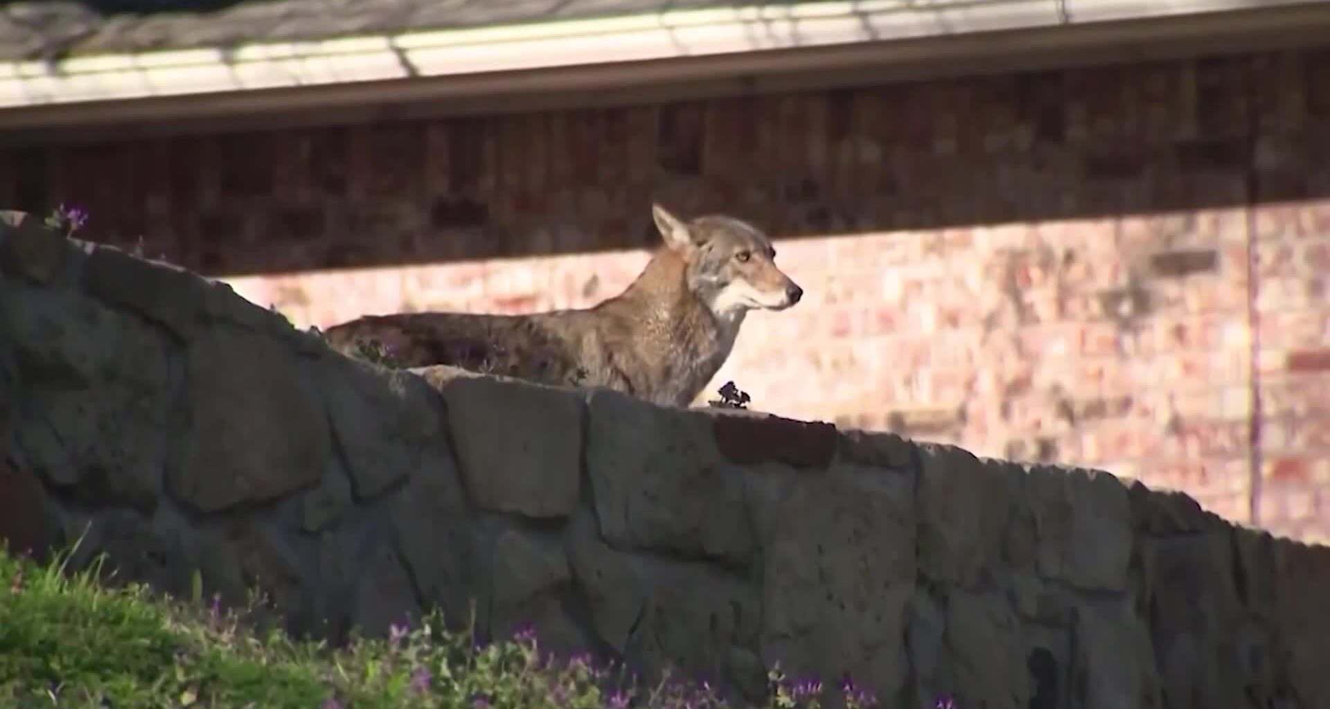 Year-round coyote hunting rules finalized by Natural Resources Commission – 910News.com