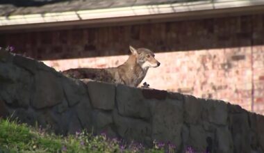 Year-round coyote hunting rules finalized by Natural Resources Commission – 910News.com