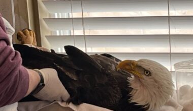 Bald eagle shot near Northglenn, wildlife officers search for culprit